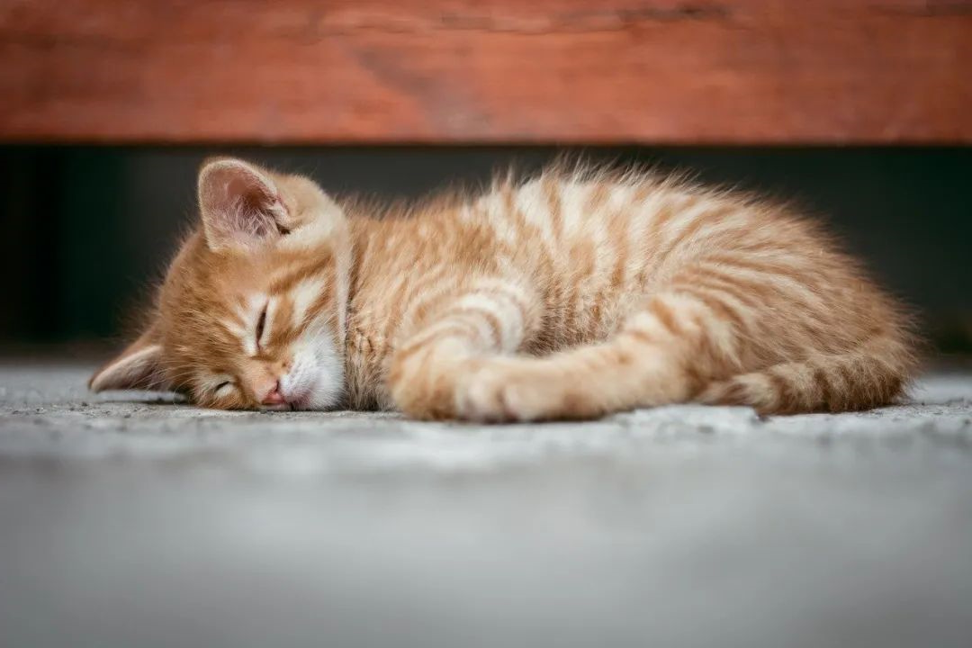 猫咪一生分为5个阶段，应该如何才能更好的抚养？