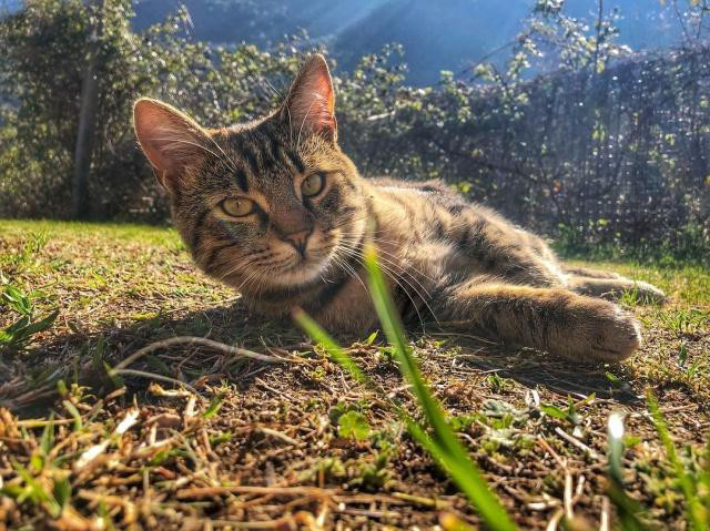 猫咪在春天容易感冒，平时应该注意什么呢？