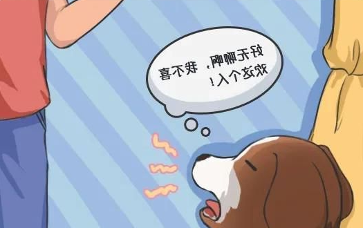 华兴宠物