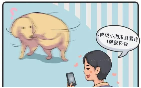 华兴宠物