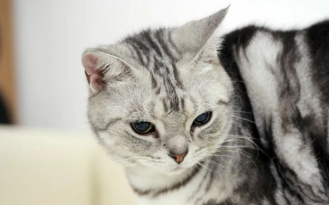猫咪为什么会怕水？
