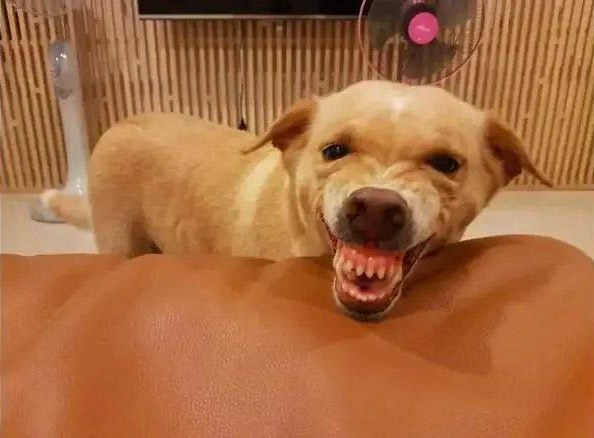 如果你家的狗狗出现以下行为，说明狗狗对你有意见了