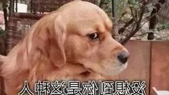 华兴宠物