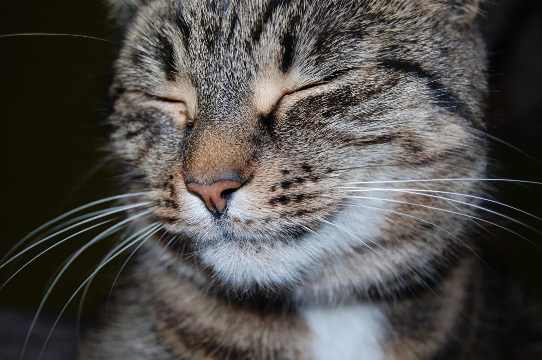 哪些原因会导致猫咪食欲不振呢？