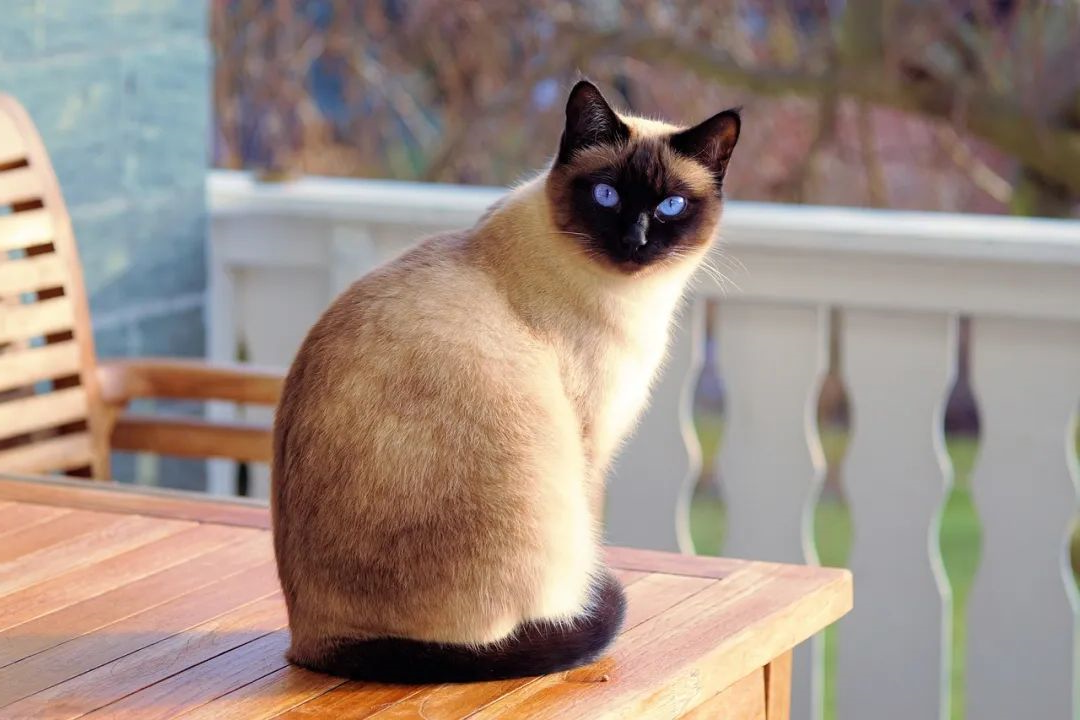 猫咪也会抑郁吗？猫咪感到孤独的几个表现，你家猫有吗？