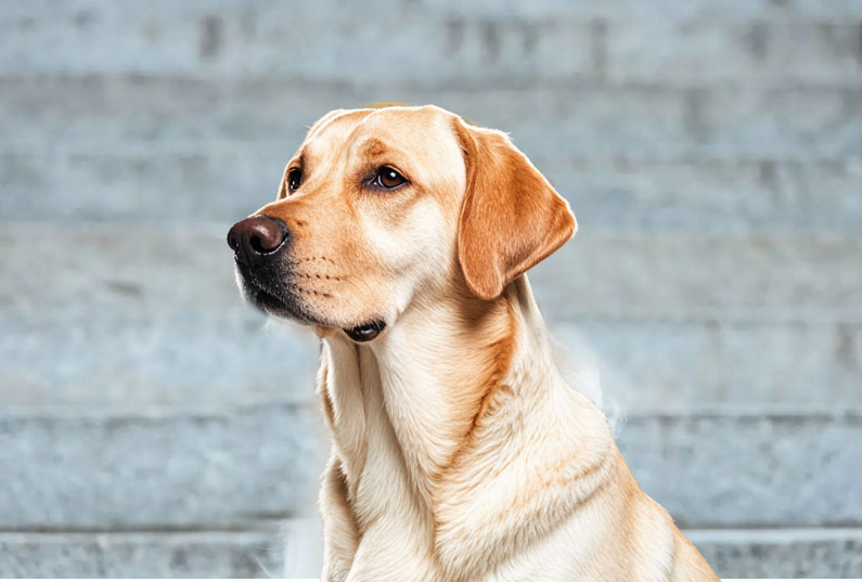 拉布拉多犬好养吗？看完它的优缺点你就知道了