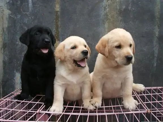 华兴宠物