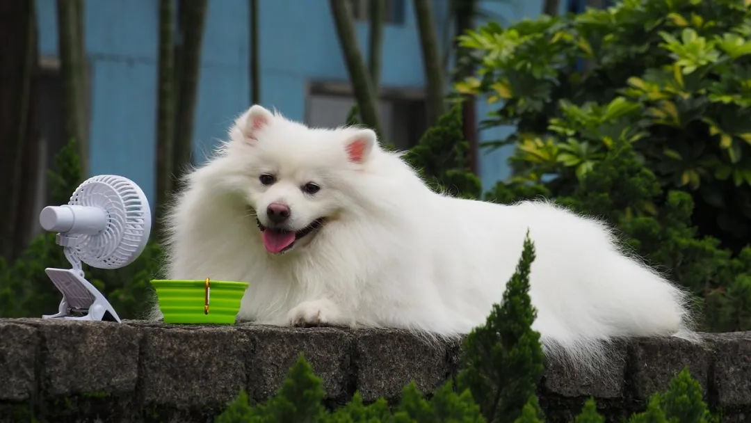 华兴宠物