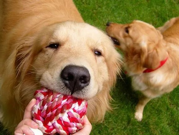 人生乐趣，从养一只金毛犬开始吧