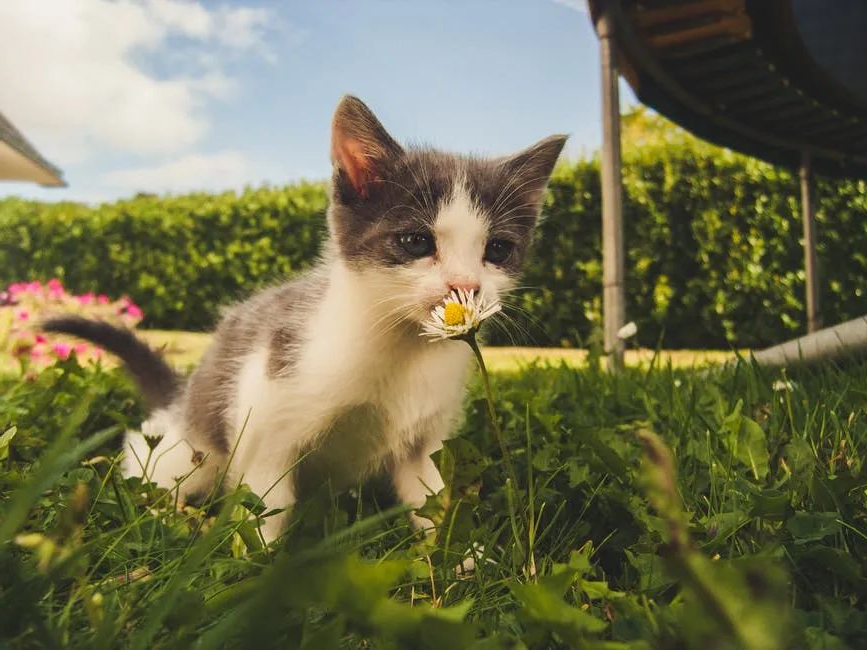 猫咪