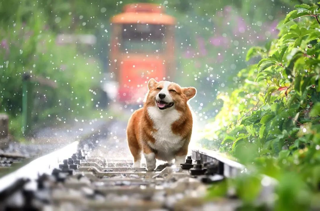 狗狗