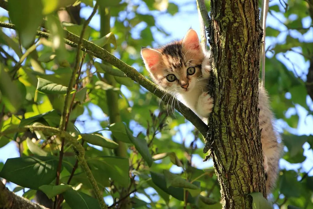 猫咪