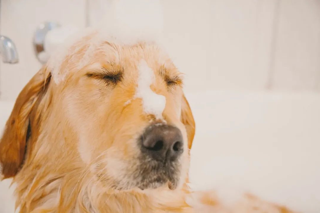 狗狗