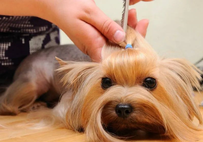 狗狗
