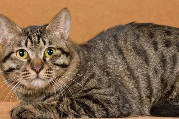 今天我们来盘点一下五种热门的宠物猫，来看看你家的猫咪上榜了吗？