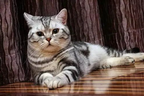 美国短毛猫