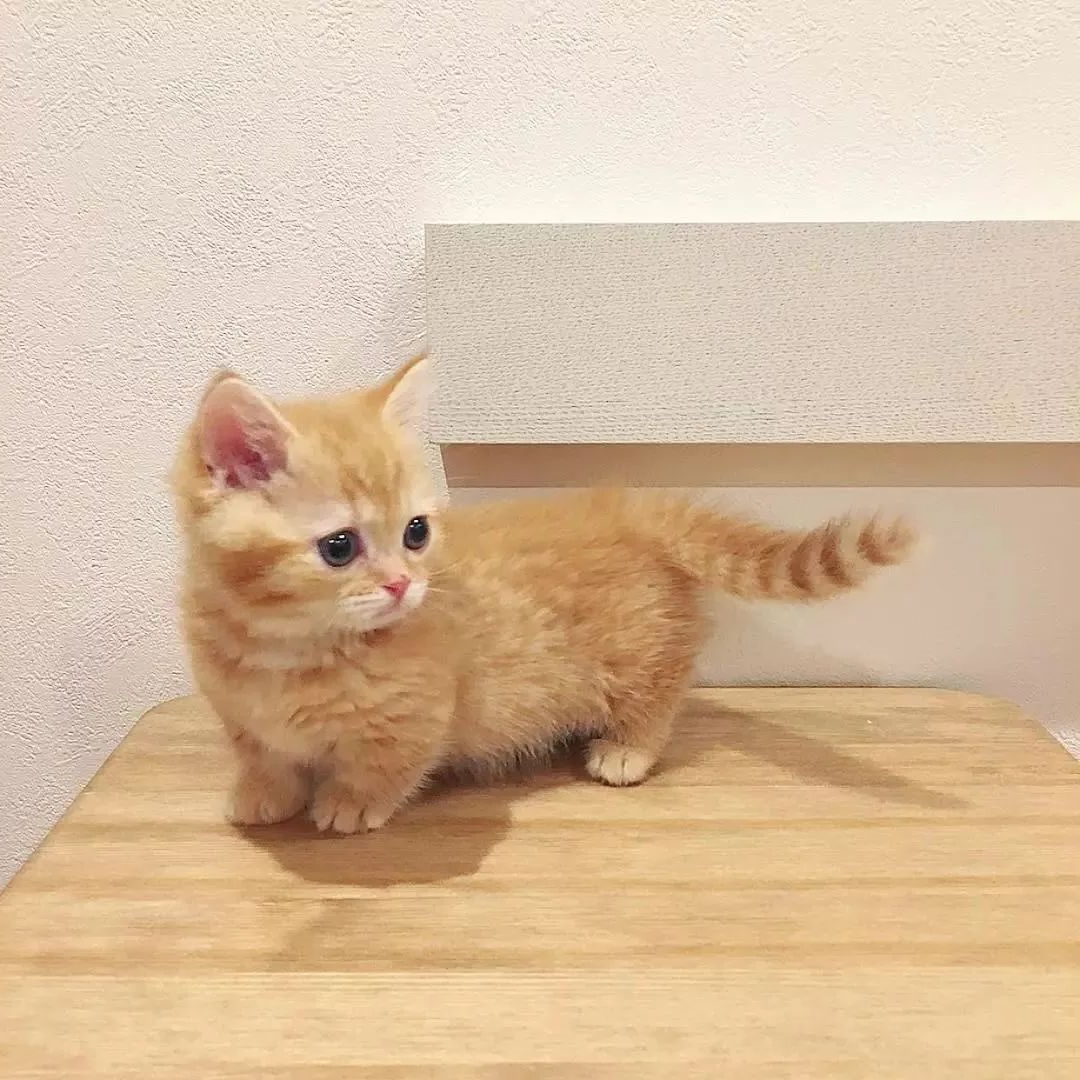 橘猫