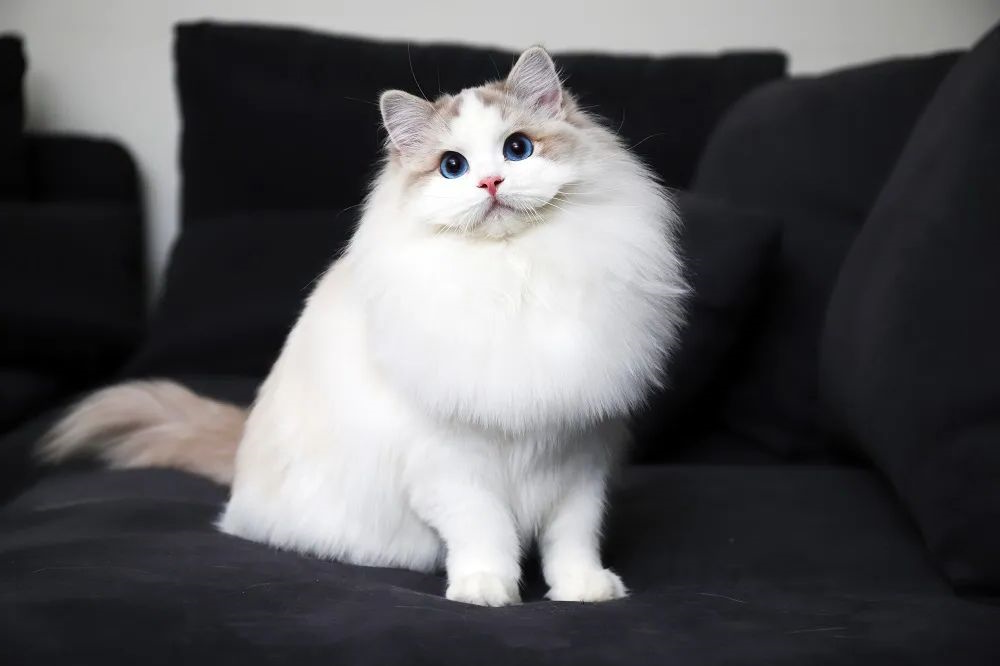 布偶猫