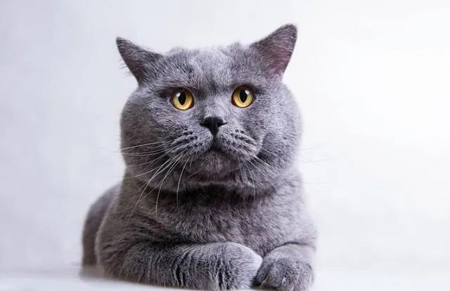 英国短毛猫