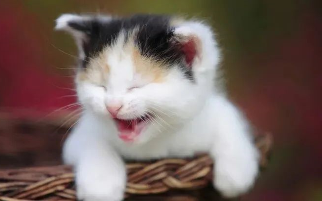 猫咪—华兴宠物食品