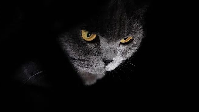 猫咪—华兴宠物食品