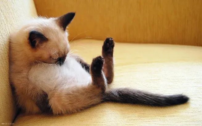猫咪—华兴宠物食品