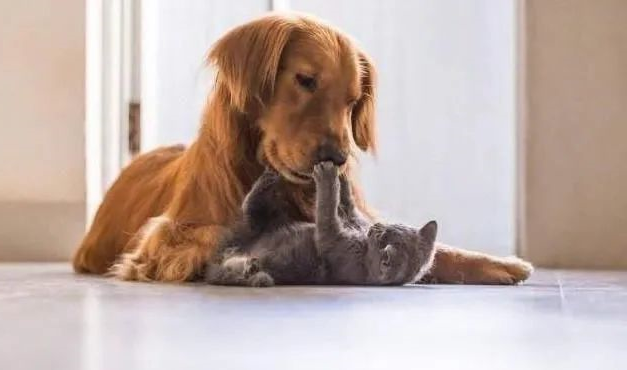 狗狗猫咪