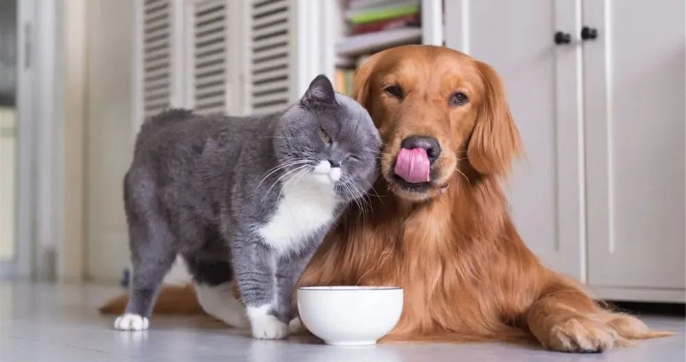 狗狗猫咪