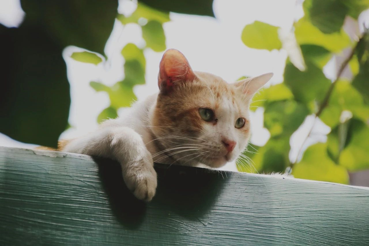 为什么你的猫咪脾气越来越不好了？