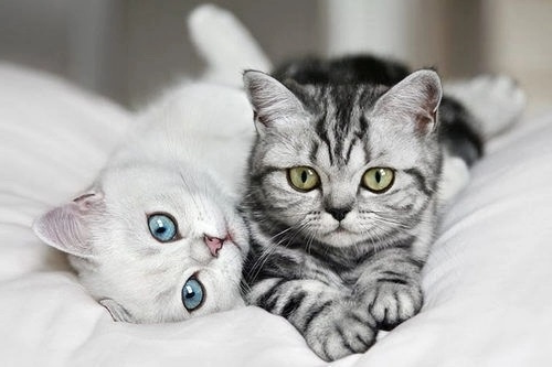 猫咪