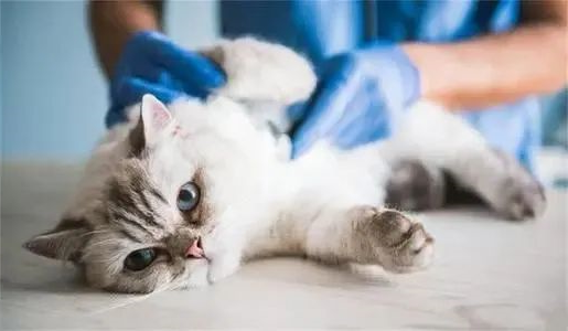 哪些因素在影响猫咪的寿命？
