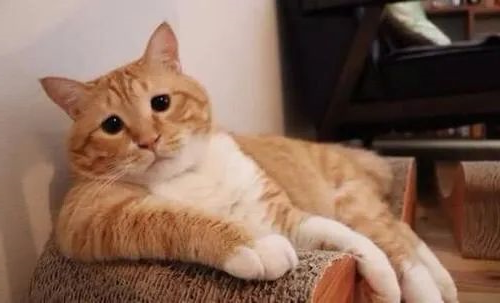 猫咪