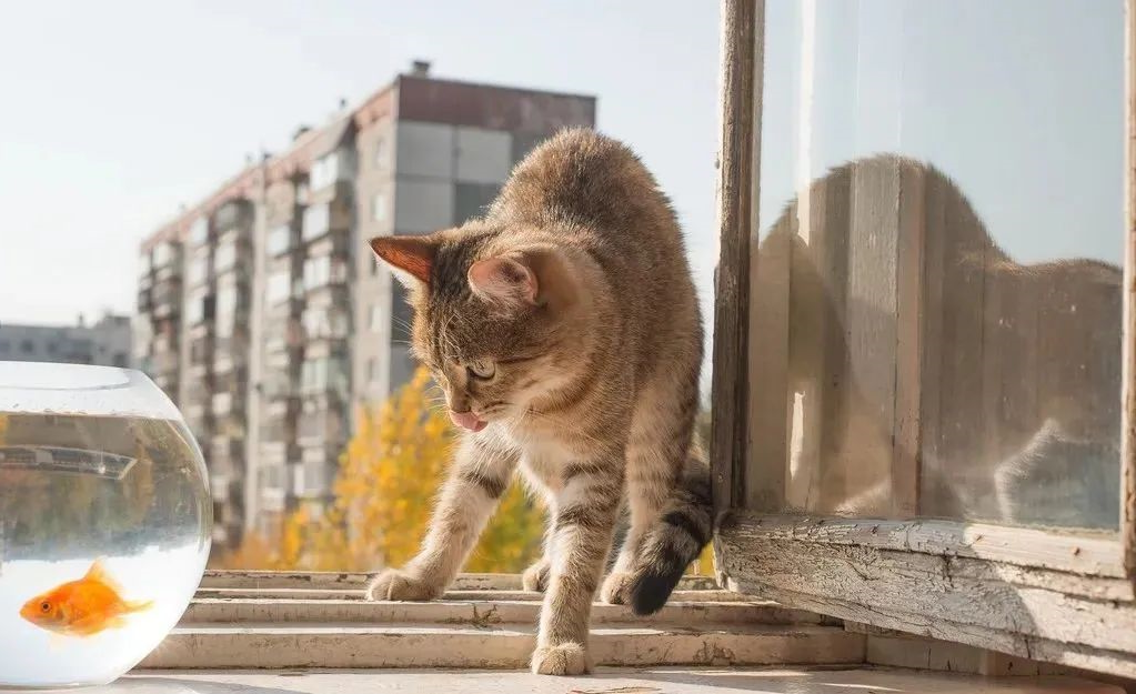 猫咪