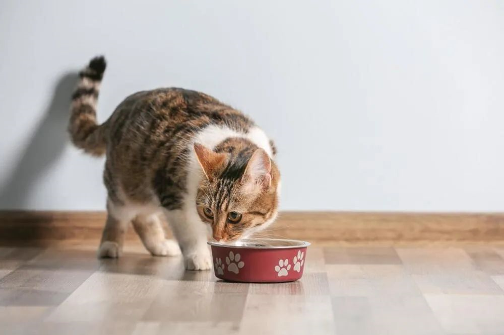 猫咪