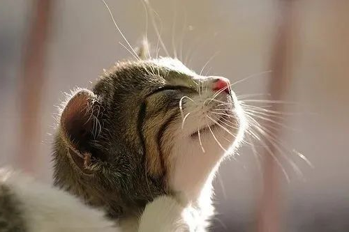养猫忠告：这3件事一定要做，还有3件事千万不要做！
