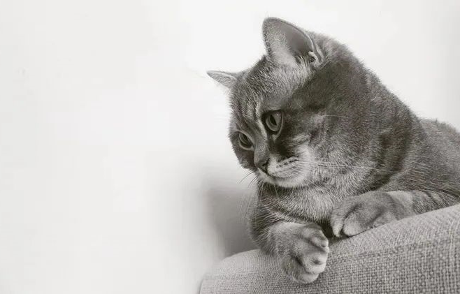 猫咪
