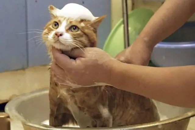 猫咪
