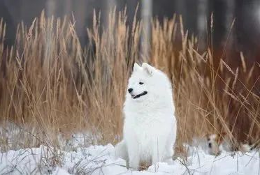 狗狗