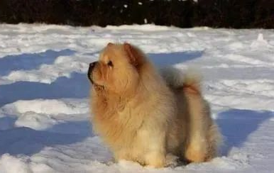 狗狗
