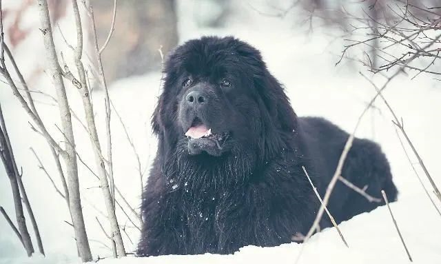 狗狗