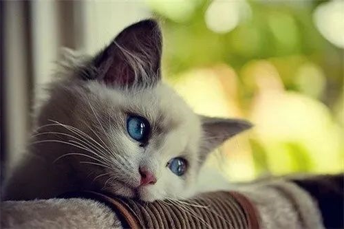 猫咪求你抱抱是信任你？很多人都误会了