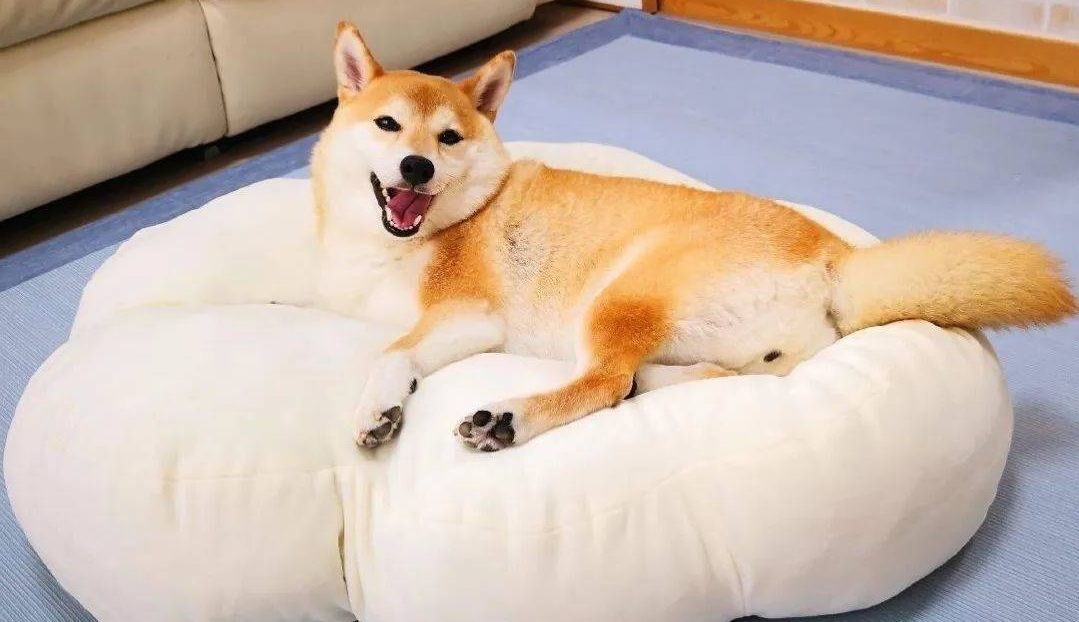 狗狗