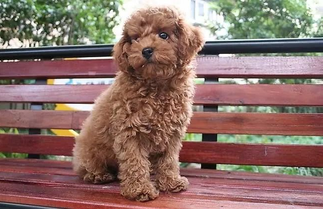 狗狗