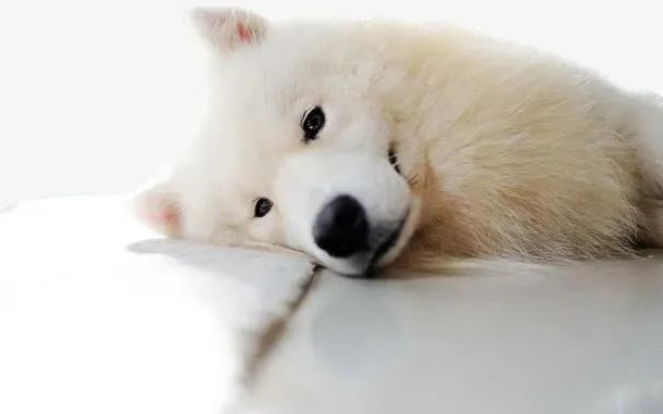 狗狗