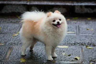 狗狗