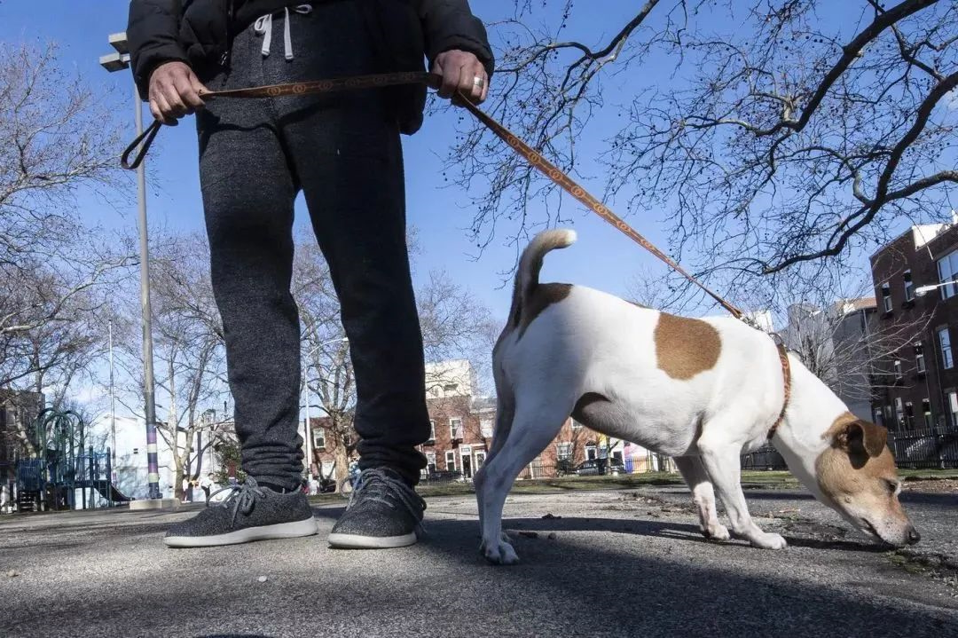 文明养犬知多少？切记做到“宠爱”有方~