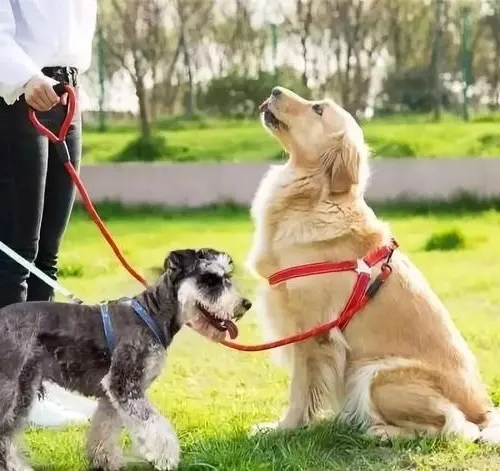 狗狗