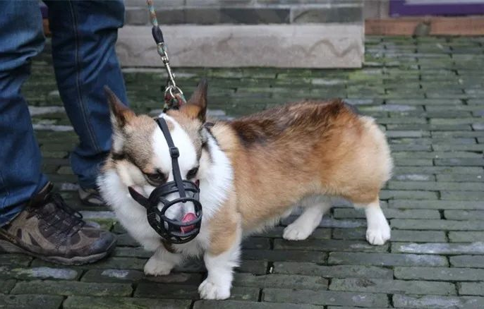 狗狗