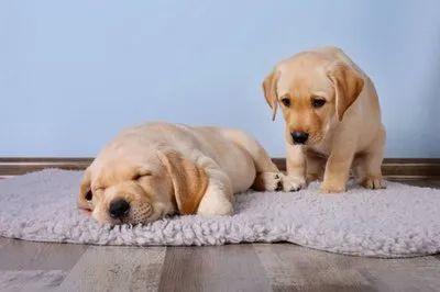狗狗