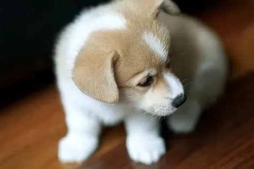 狗狗
